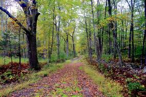 Autumn Hiking Trail Leaves