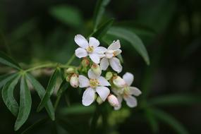 Orange Mexico Choisya Shrub