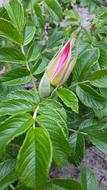 Rose Hip Bud Flower