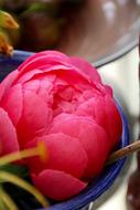 Paeonia Peony Blossom