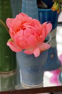pink Paeonia Peony Blossoms