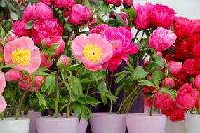 Paeonia Peony Blossom