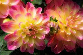 dahlia flower color shining