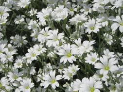 Flowers White