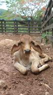 Bovine Calf