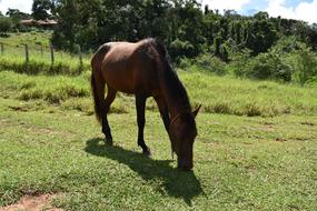 Horse Brown Summer