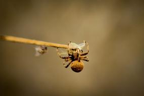 Spiders Arachnid