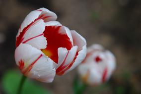 Tulip Flower Cup