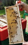 Honeycomb Honey