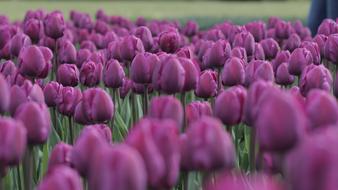 Tulips Purple Field