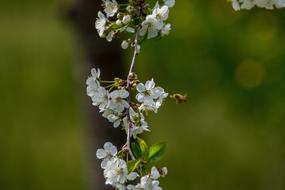 Cherry Blossom Flower Spring