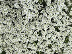 White Flowers bush in garden