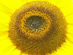 Yellow Sunflower Flower seeds