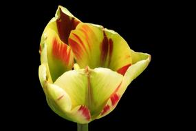 Tulip Blossom Bloom