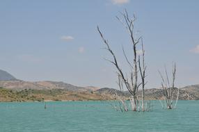 long trees in the lake