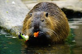 Nutria Eats