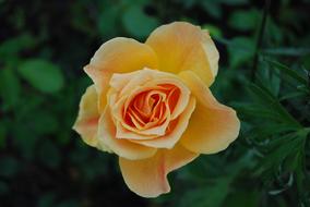 Rose Flower Bloom Joy Of