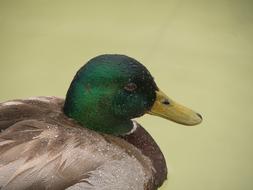 Duck Rain