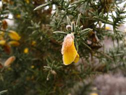Gorse Frost Flower