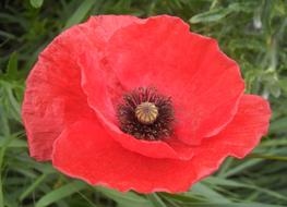 Poppy Petals Red