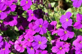 Flowers Small Spring
