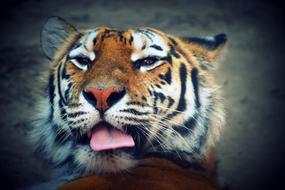 Tiger Language Feline