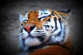 Tiger Feline
