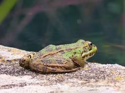 Frog Batrachian Raft