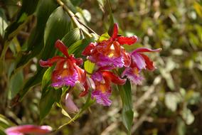 Orchid Pink Purple