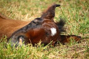 Foal Horse Suckling Thoroughbred
