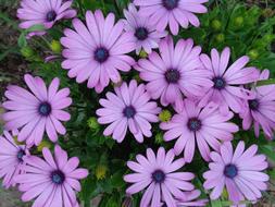 Daisy Purple Flowers in garden