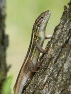 small lizard sneaks up a tree pole