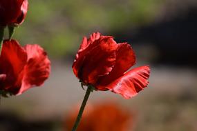 Poppy Flower