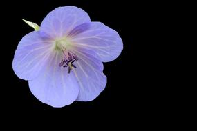 Blossom Bloom Blue