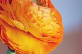 Ranunculus Flower Blossom
