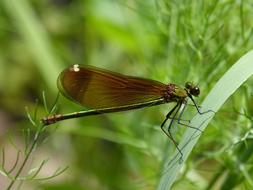 big dragonfly in the garden