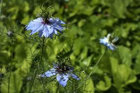 Damascus Nigella Blue Flower