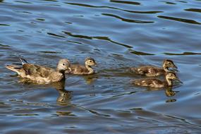 floating cute ducks in the pond