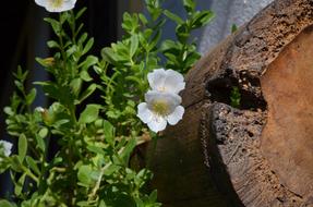 Flower Hanging Garden