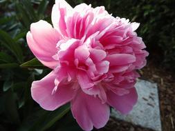 Peony Pink Blossom