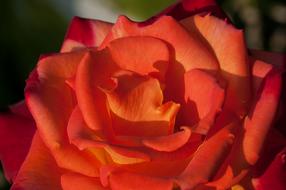 Rose Flower Orange