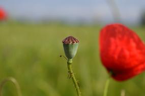 Poppy Capsule Klatschmohn