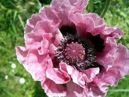 Poppy Petals Flower