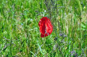Poppy Flower Blossom