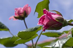bush with pink roses on a blue sky background