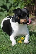 black and white russell terrier lick his nose