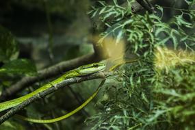 Snake Herbivorous