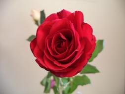Pink Red Flower