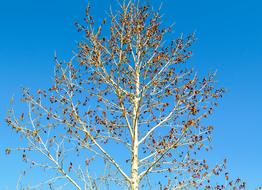 long autumn birch against the sky