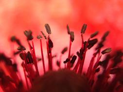 Poppy Flower